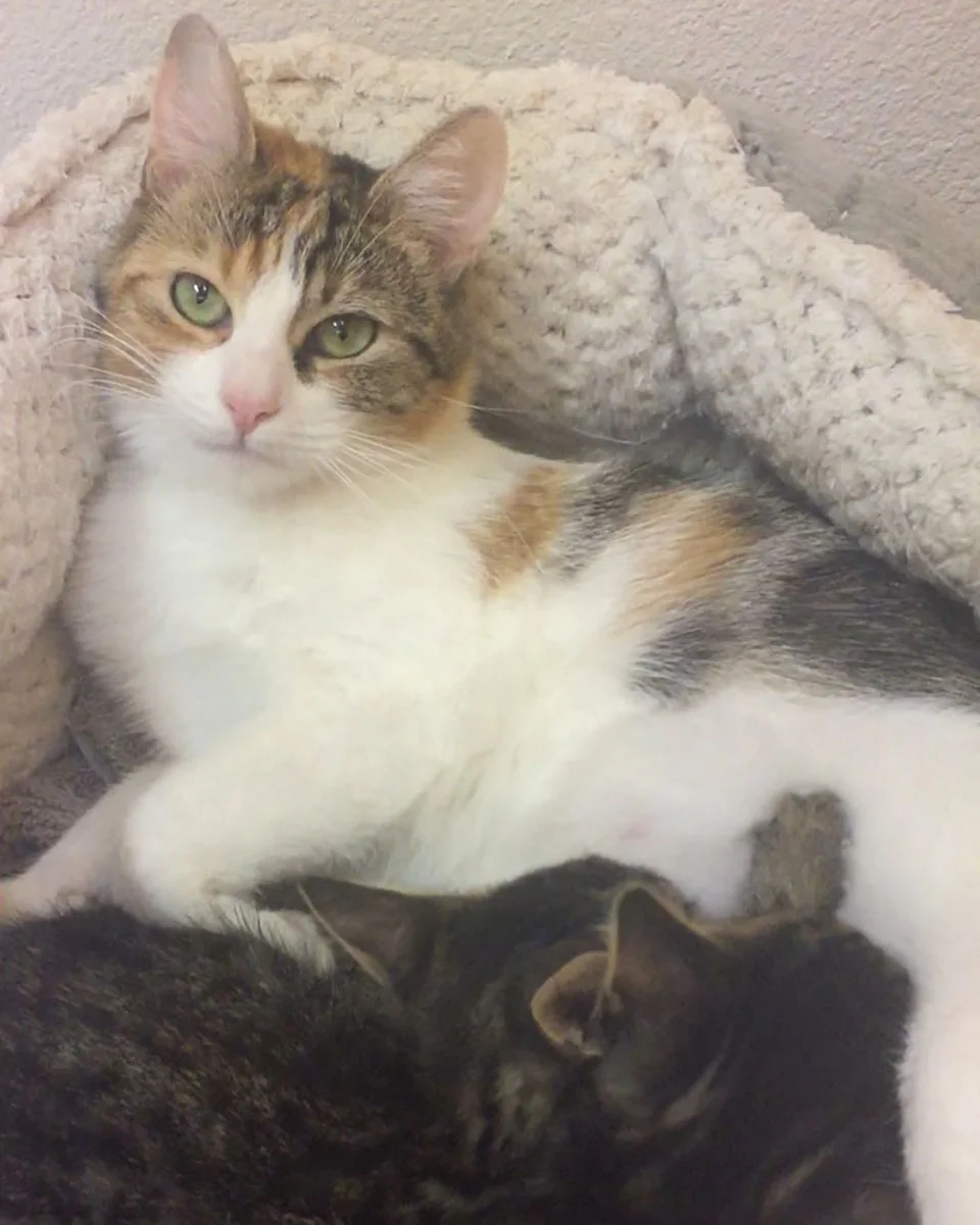 Gatitos huerfanos