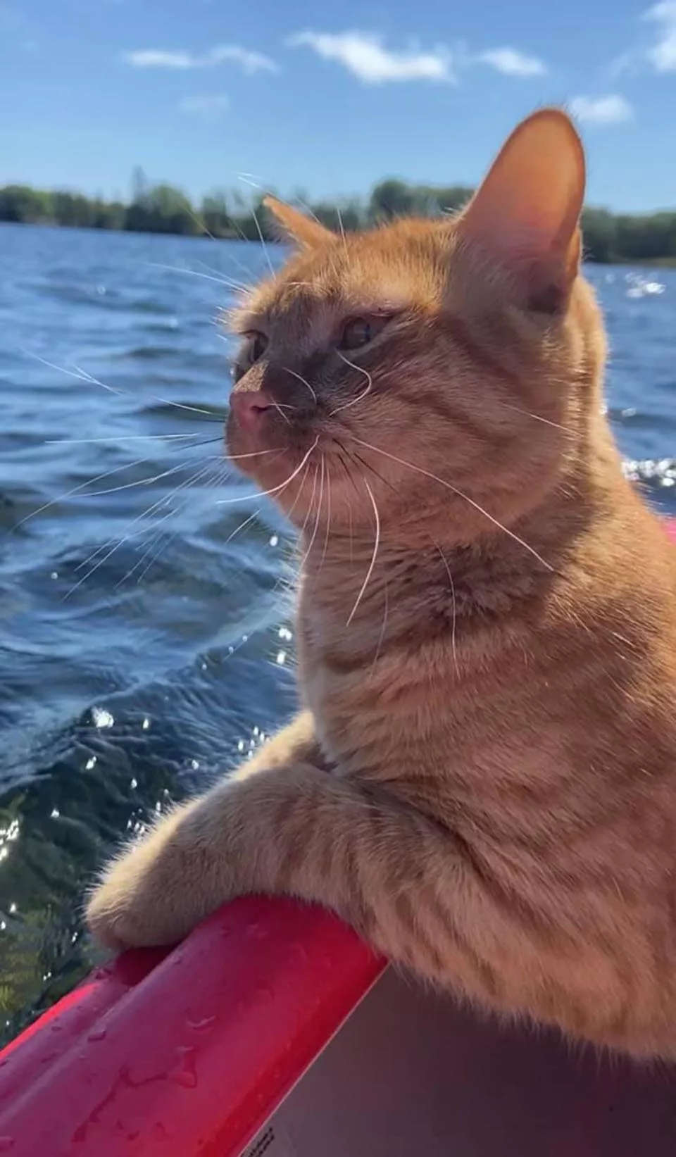 Gato en un bote