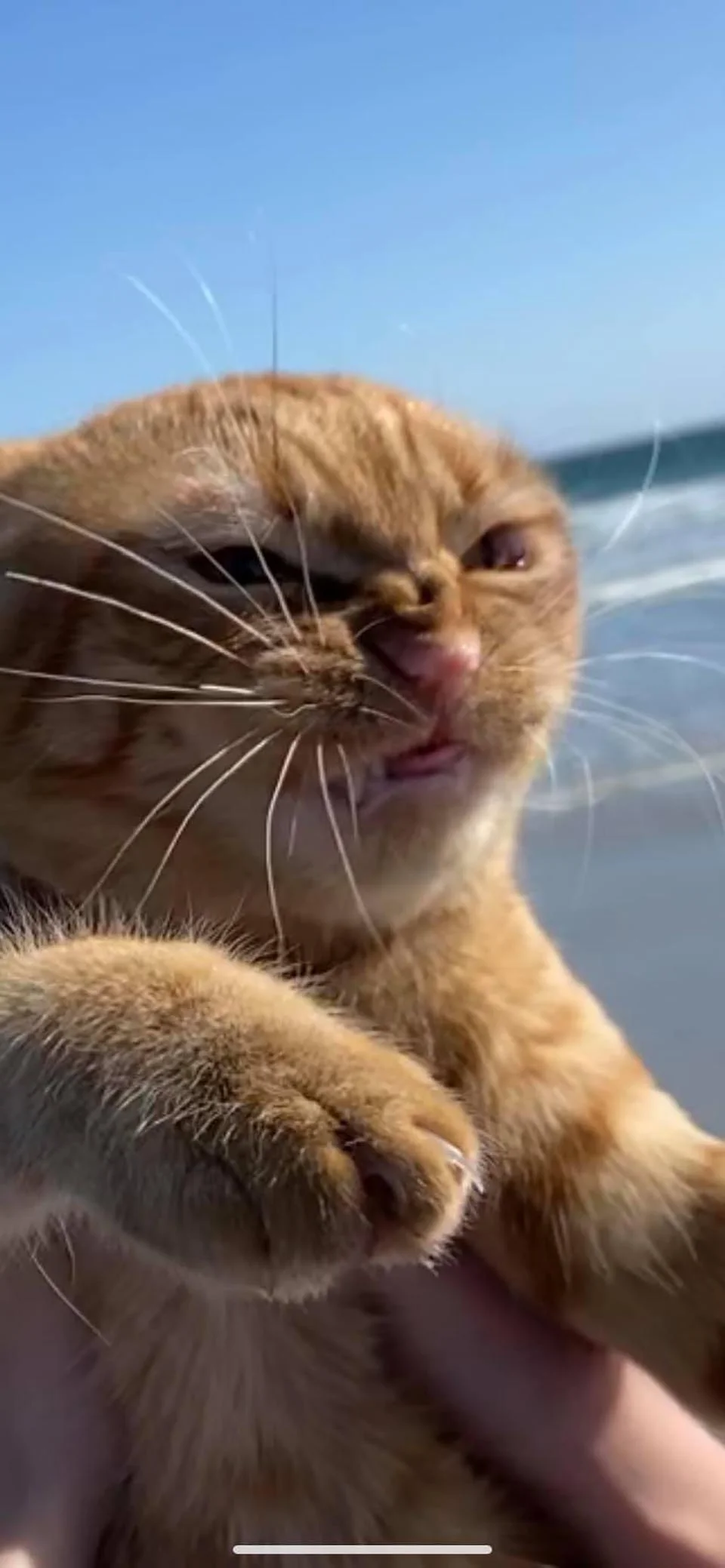 Gato va a la playa por primera vez
