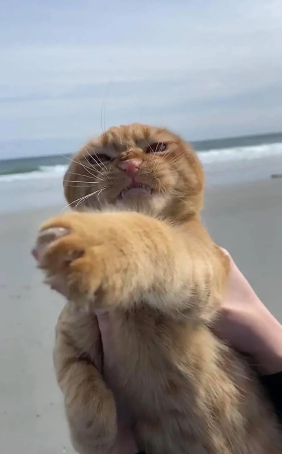 Gato va a la playa por primera vez