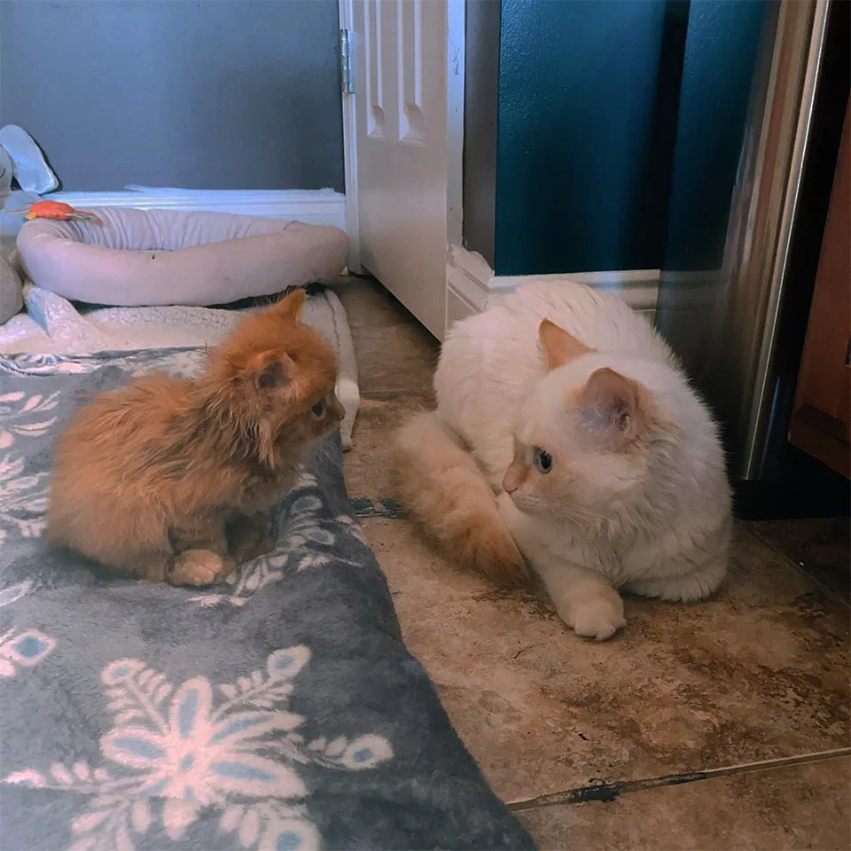 Hank no acepta gatita