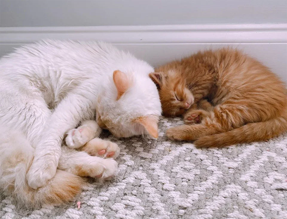 Hank y Cheese durmiendo