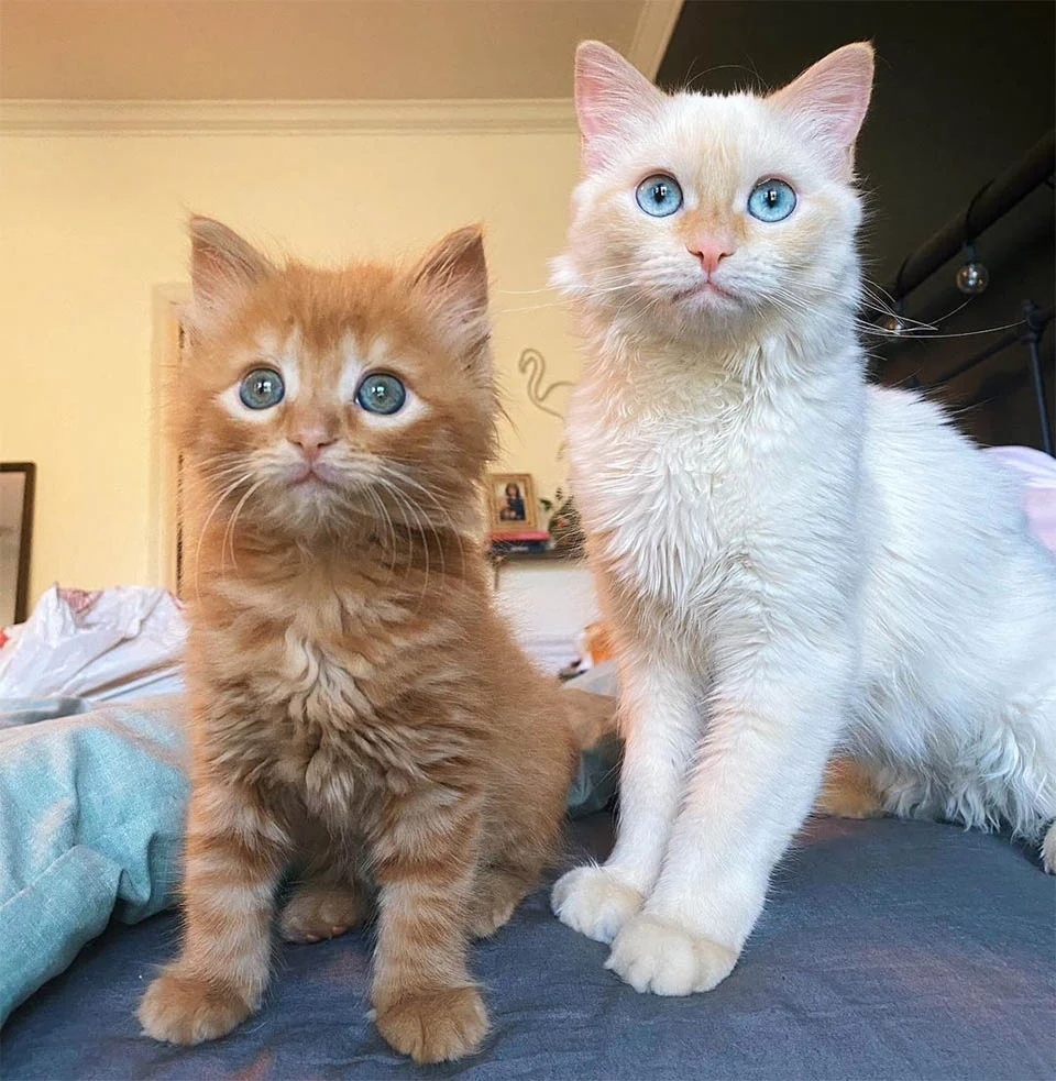 Hank y Cheese