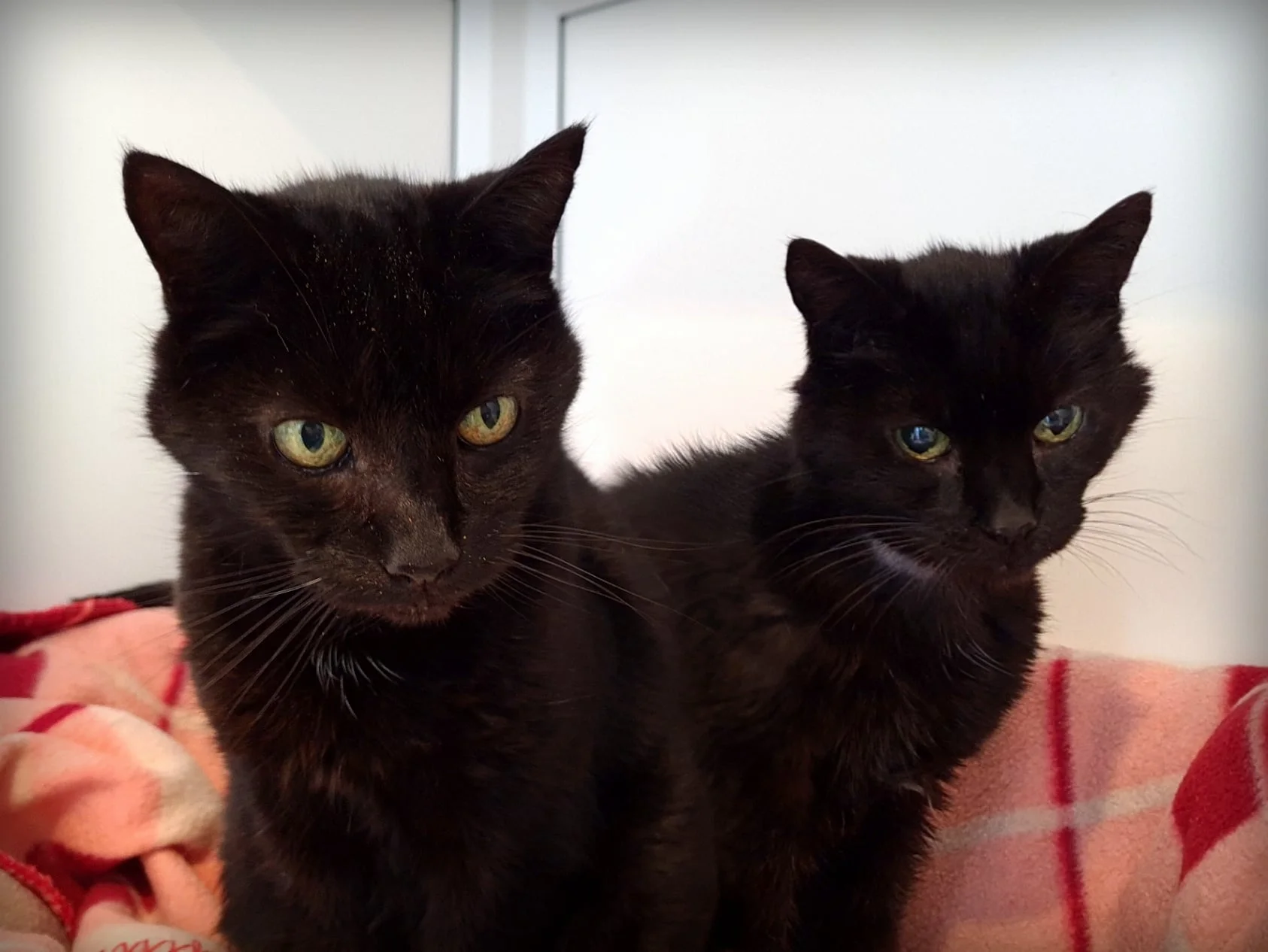 Hermanos felinos