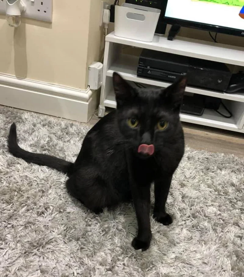 Hermanos felinos Nikita