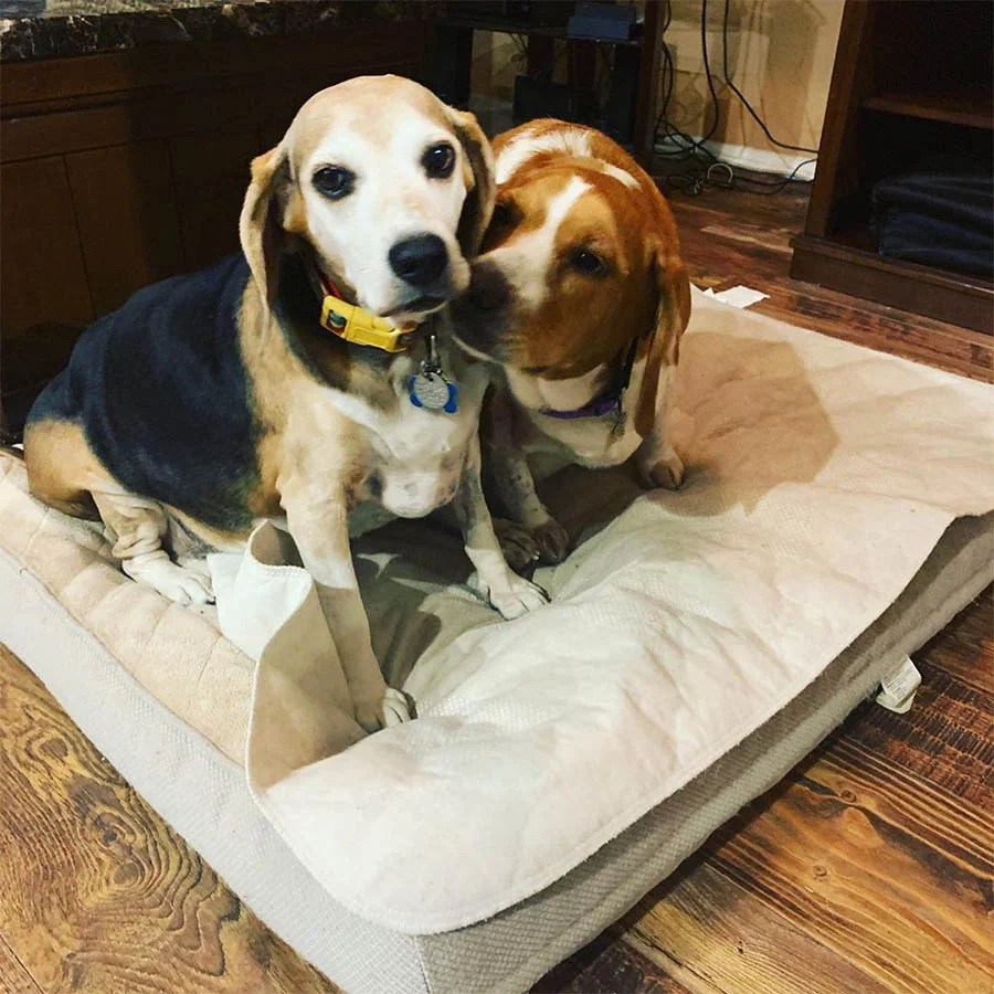 Hermanos obesos adoptivos