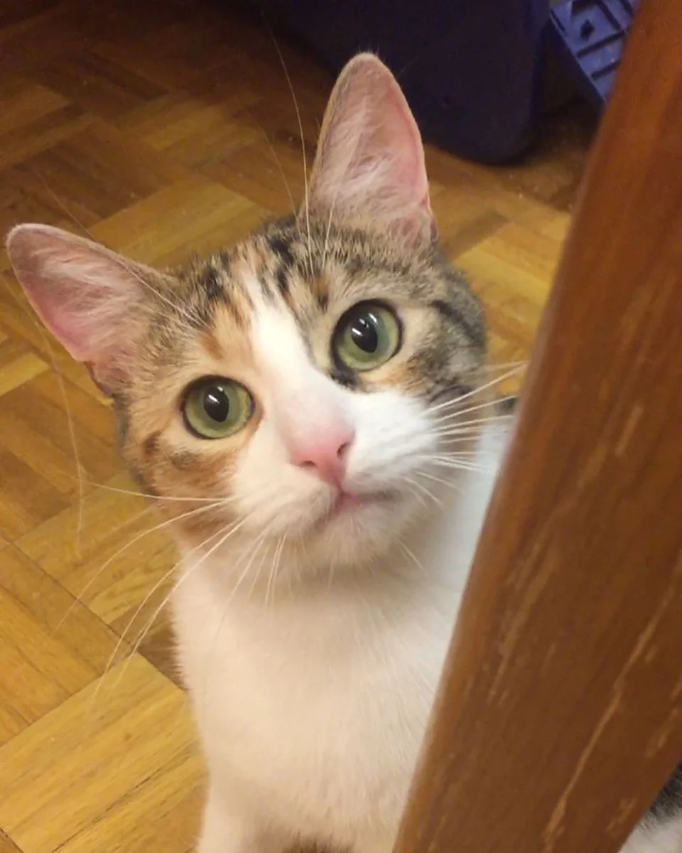 Hermosa gatita