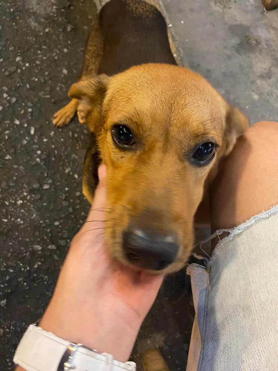 Hermosa mascota adoptada