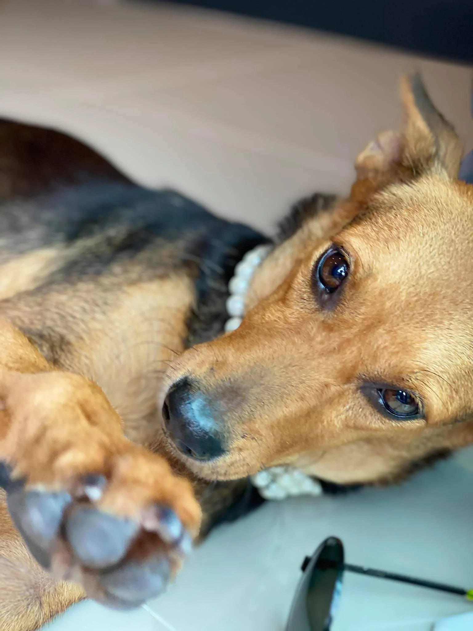 Hermosa perrita adoptada