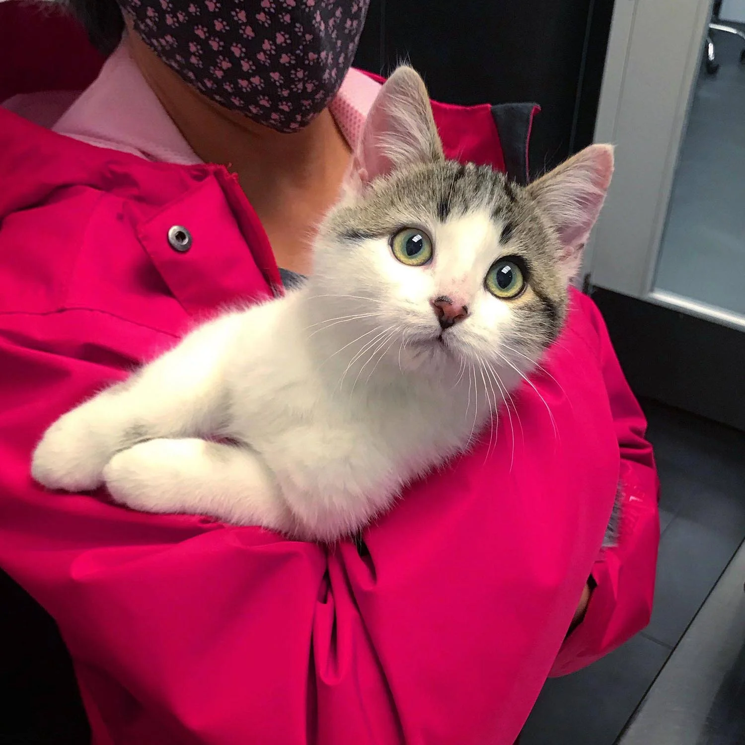 Hermoso felino bebé