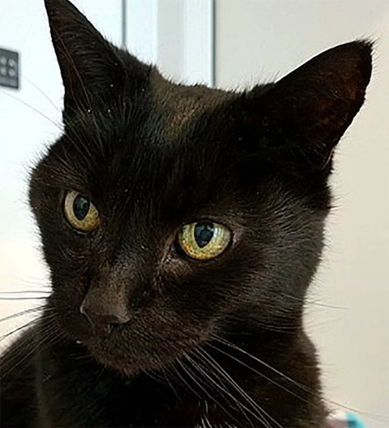 León gato