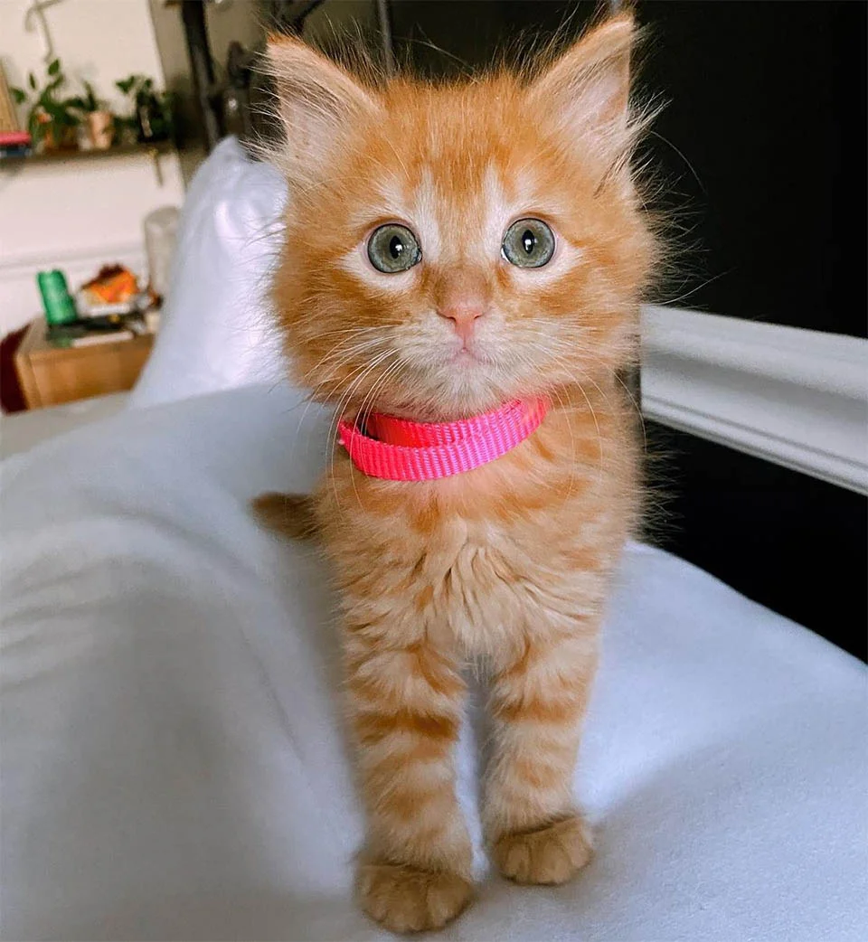 Linda Cheese