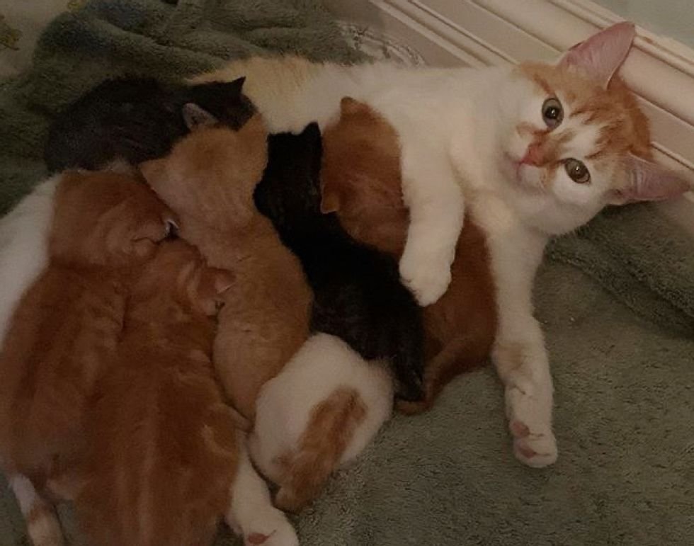 Mamá y sus gatitos