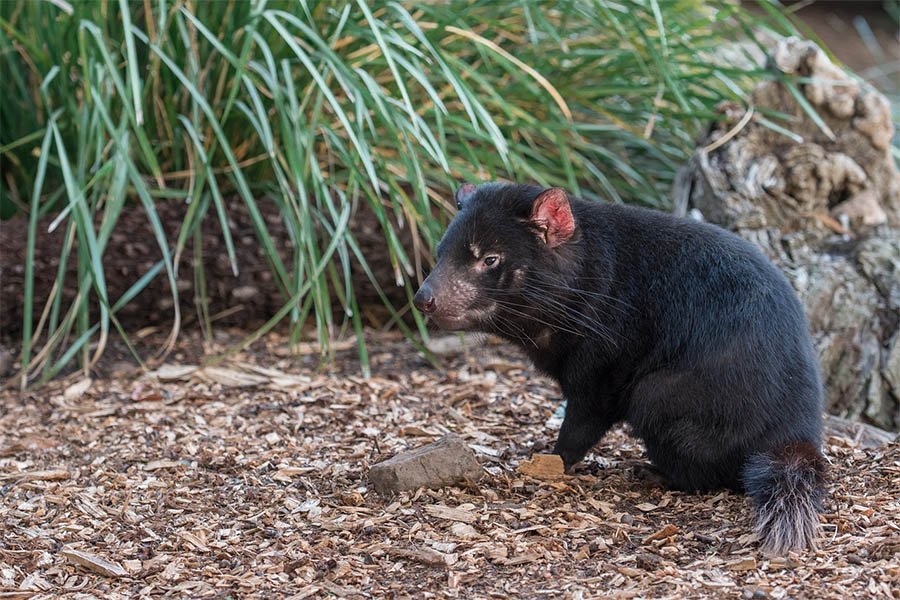 Marsupial de Tasmania