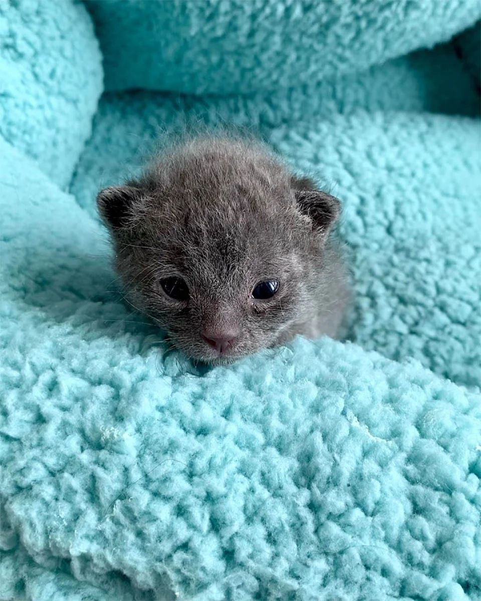 Mujer llega por gatito