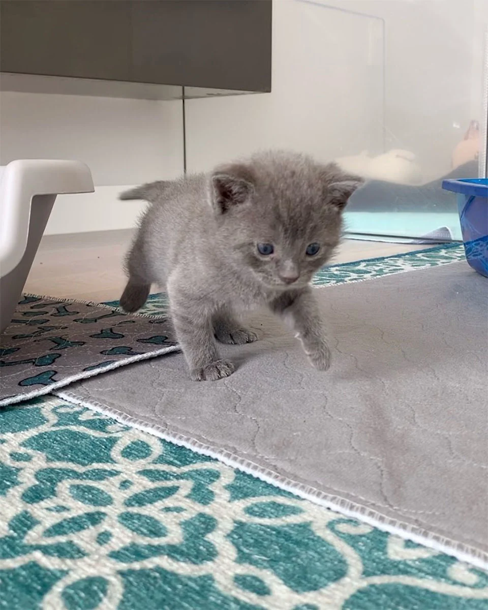 Mujer llega por gatitos