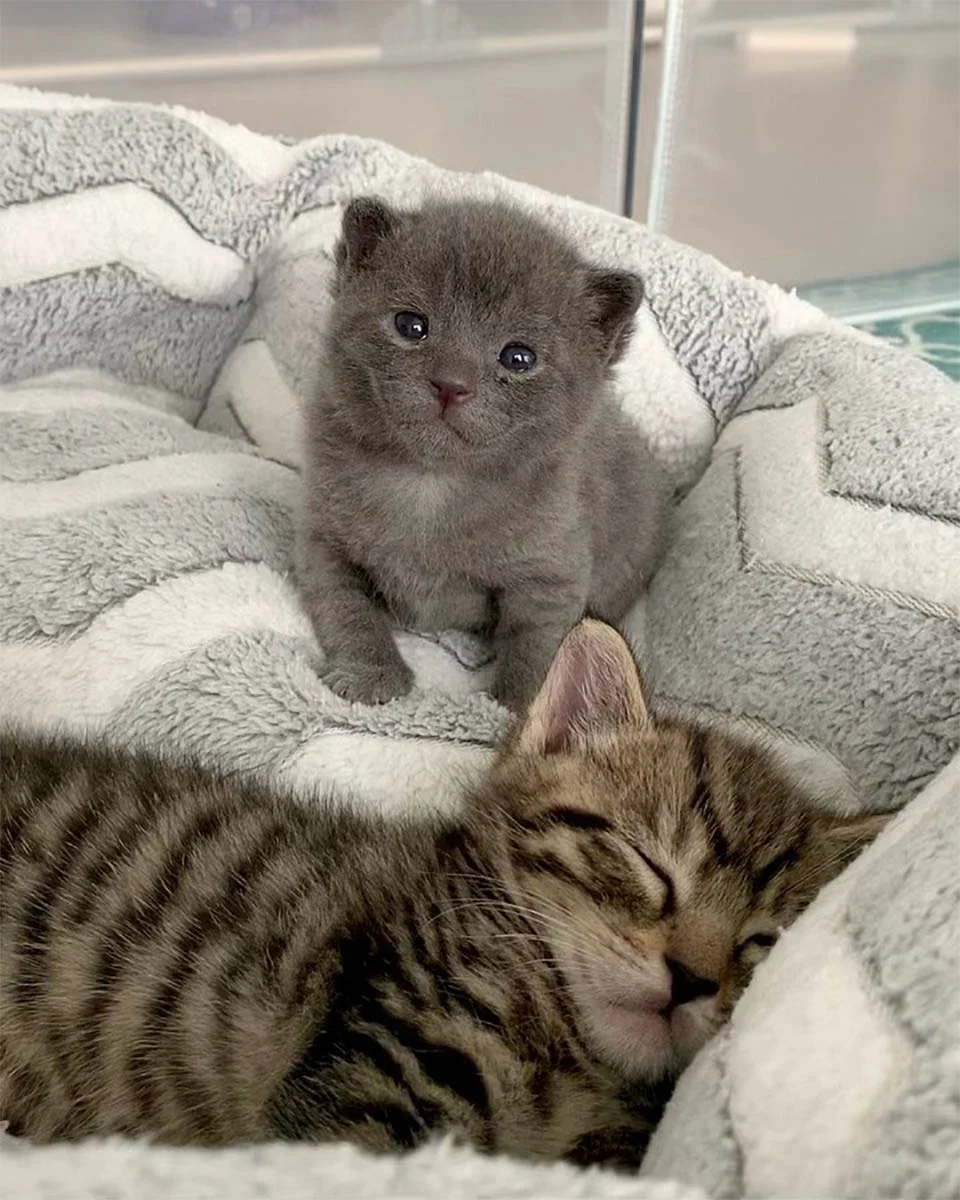 Mujer llega por gatos