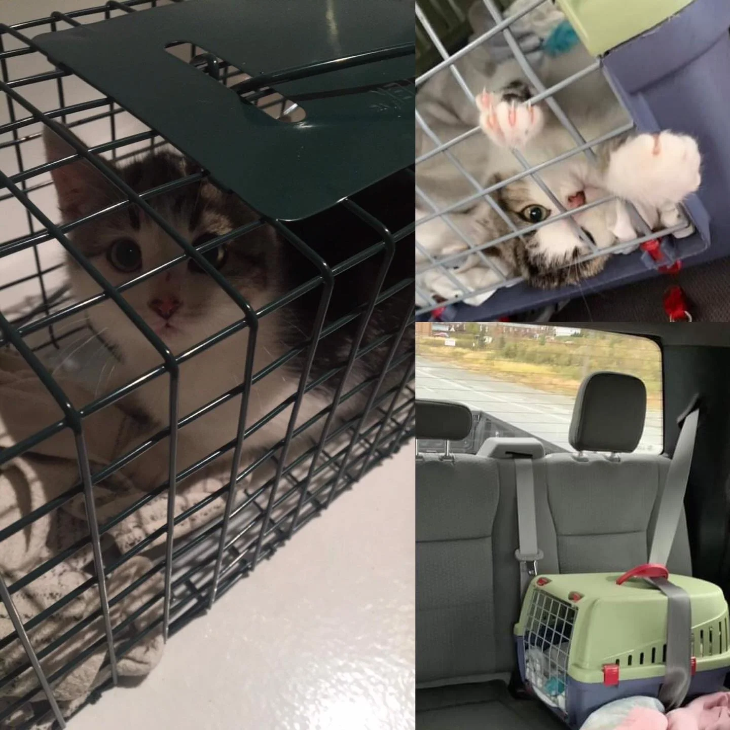 Nueva casa trae gatitos