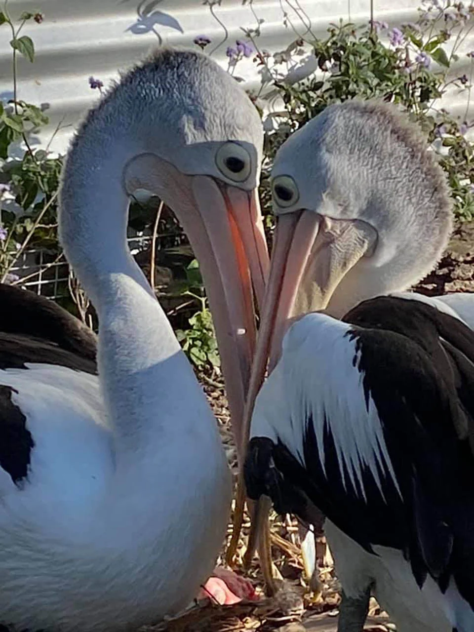 Pareja pelícanos están felices