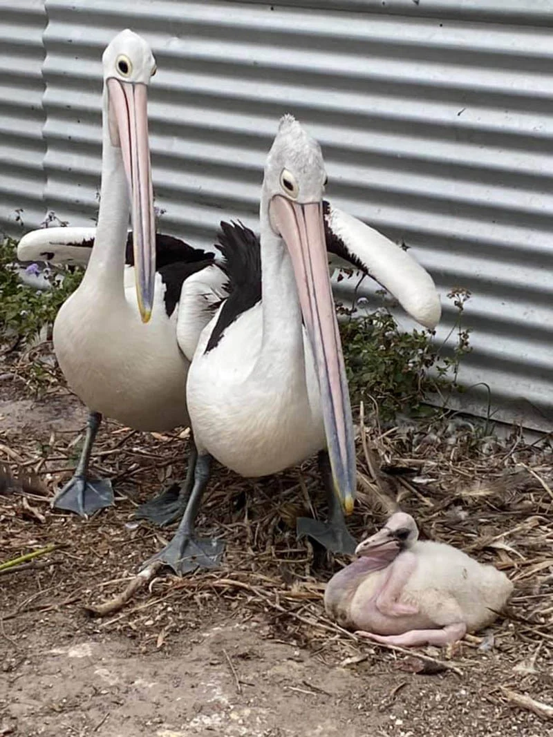 Pelicanos están felices polluelo