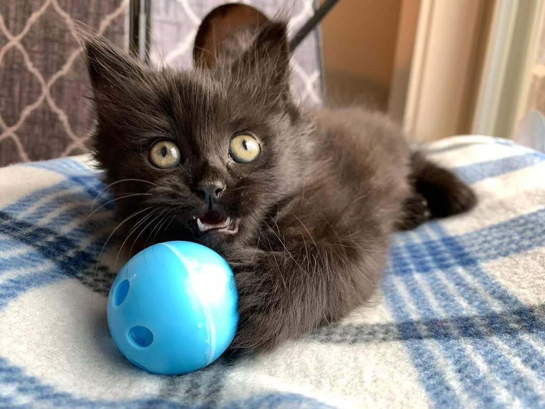 Pequeño felino y pelota azul