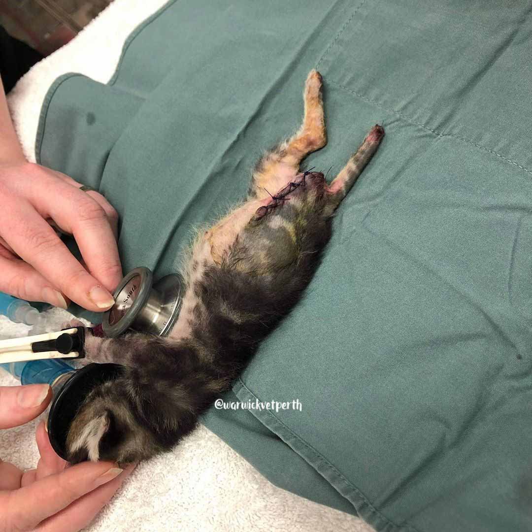Pequeño gatito de 3 patas