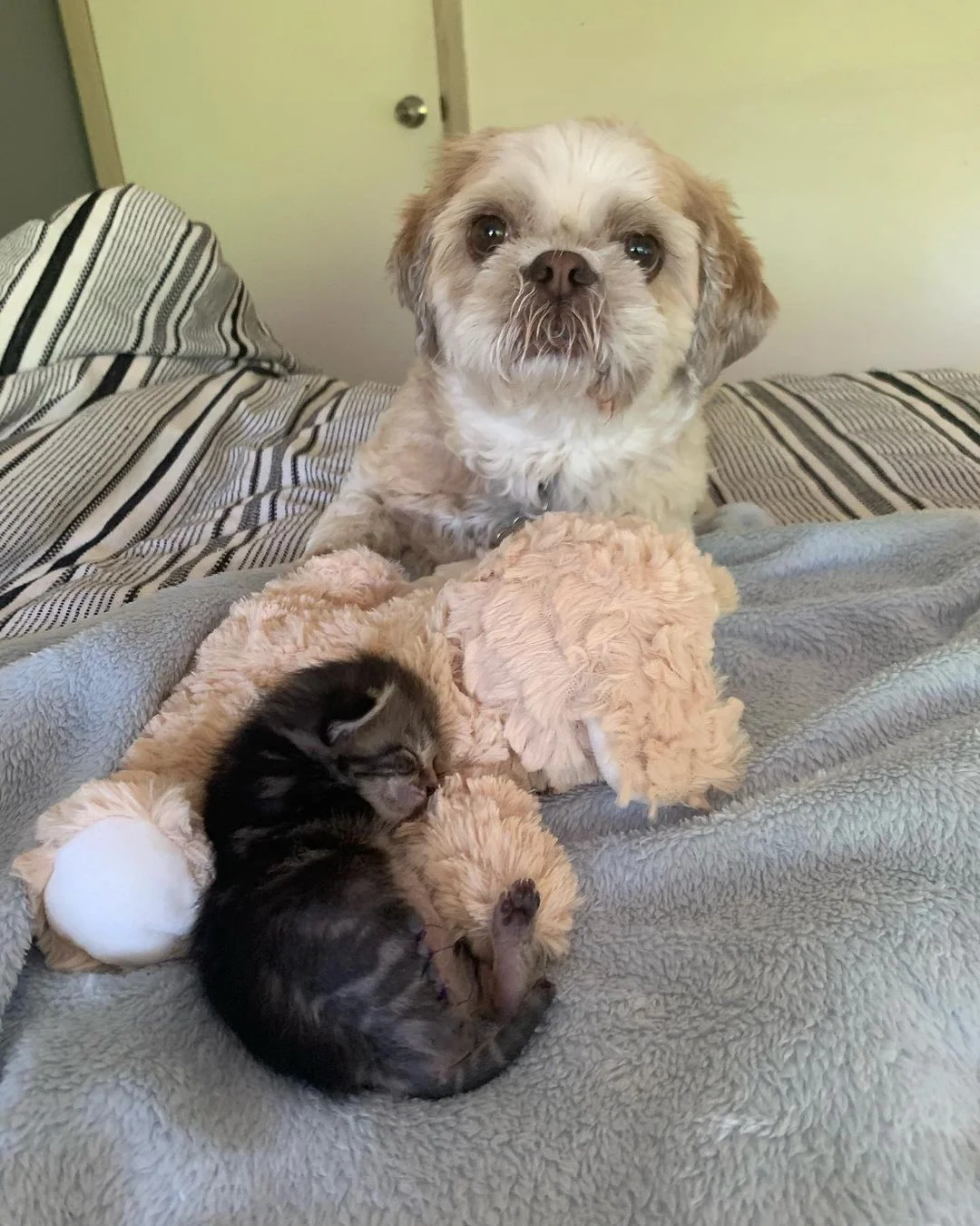 Pequeño gatito duerme junto a perrito