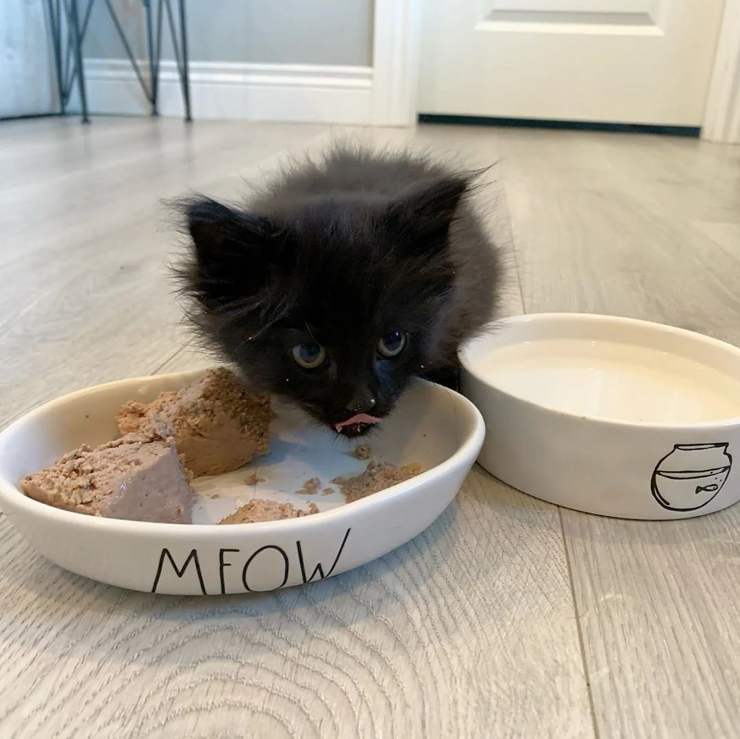 Pequeño gatito negro