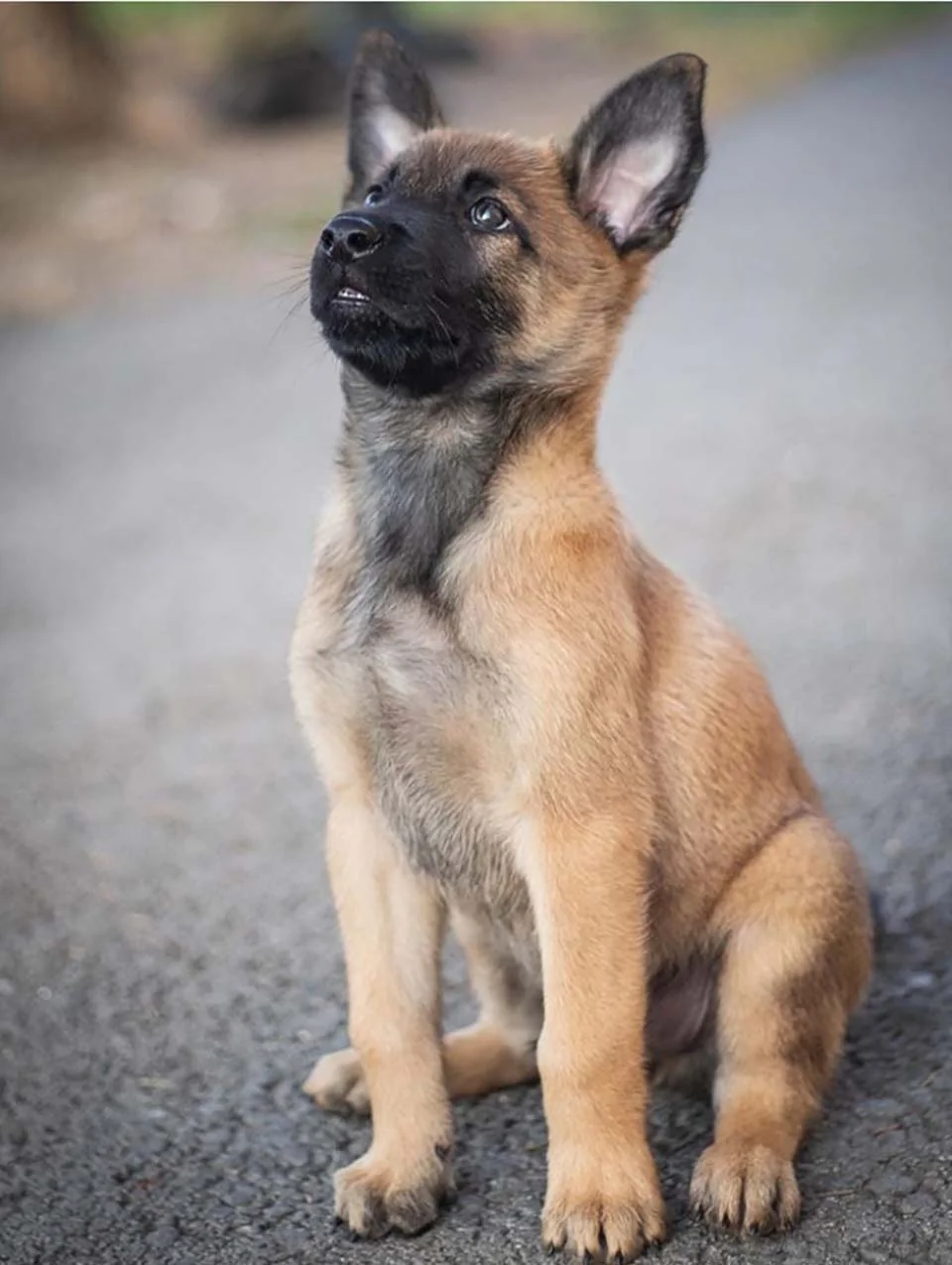 Pequeño perro policía