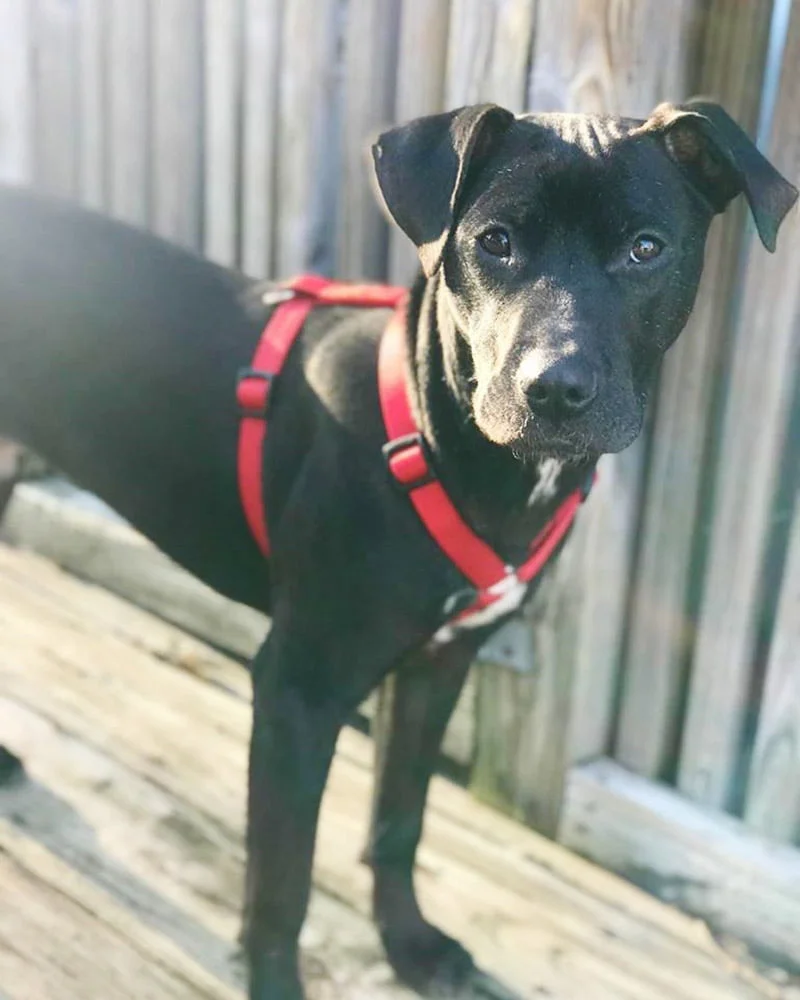 Perrito calvo recuperado