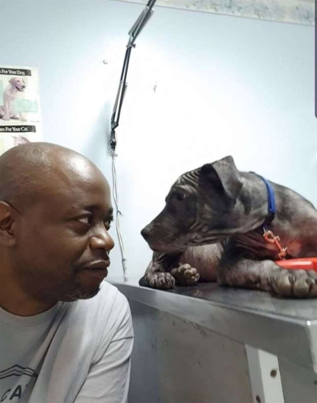 Perrito calvo veterinario