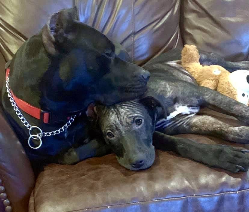 Perrito hogar de acogida