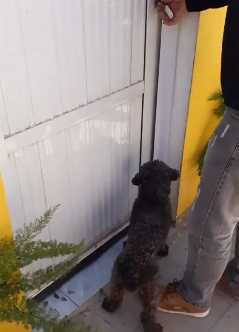 Perrito no olvida
