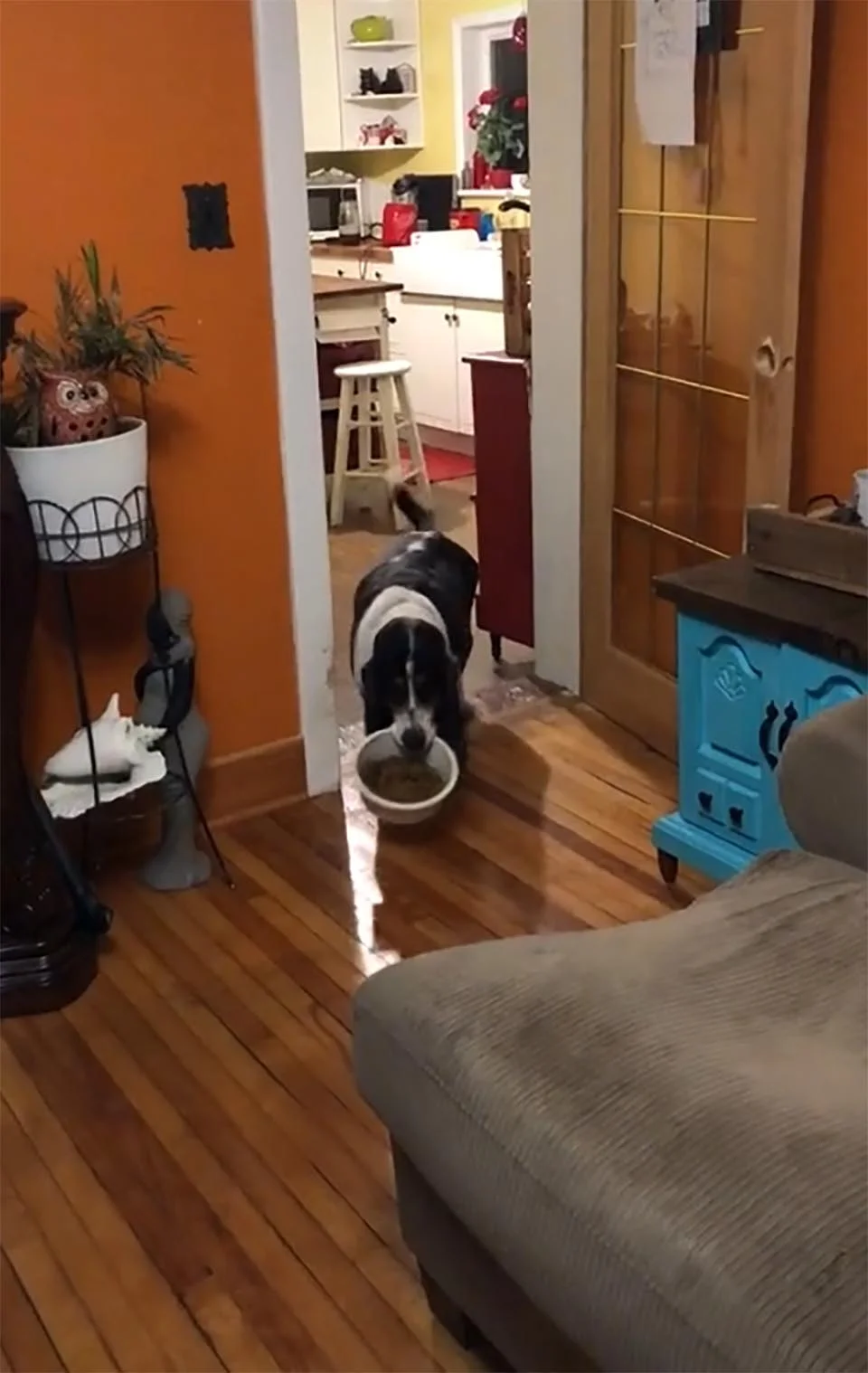 Perro lleva su cuenco de comida hasta el sofá