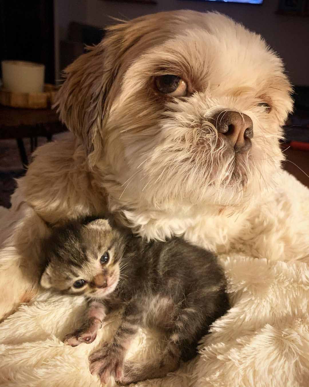 Perro cuida de gatita