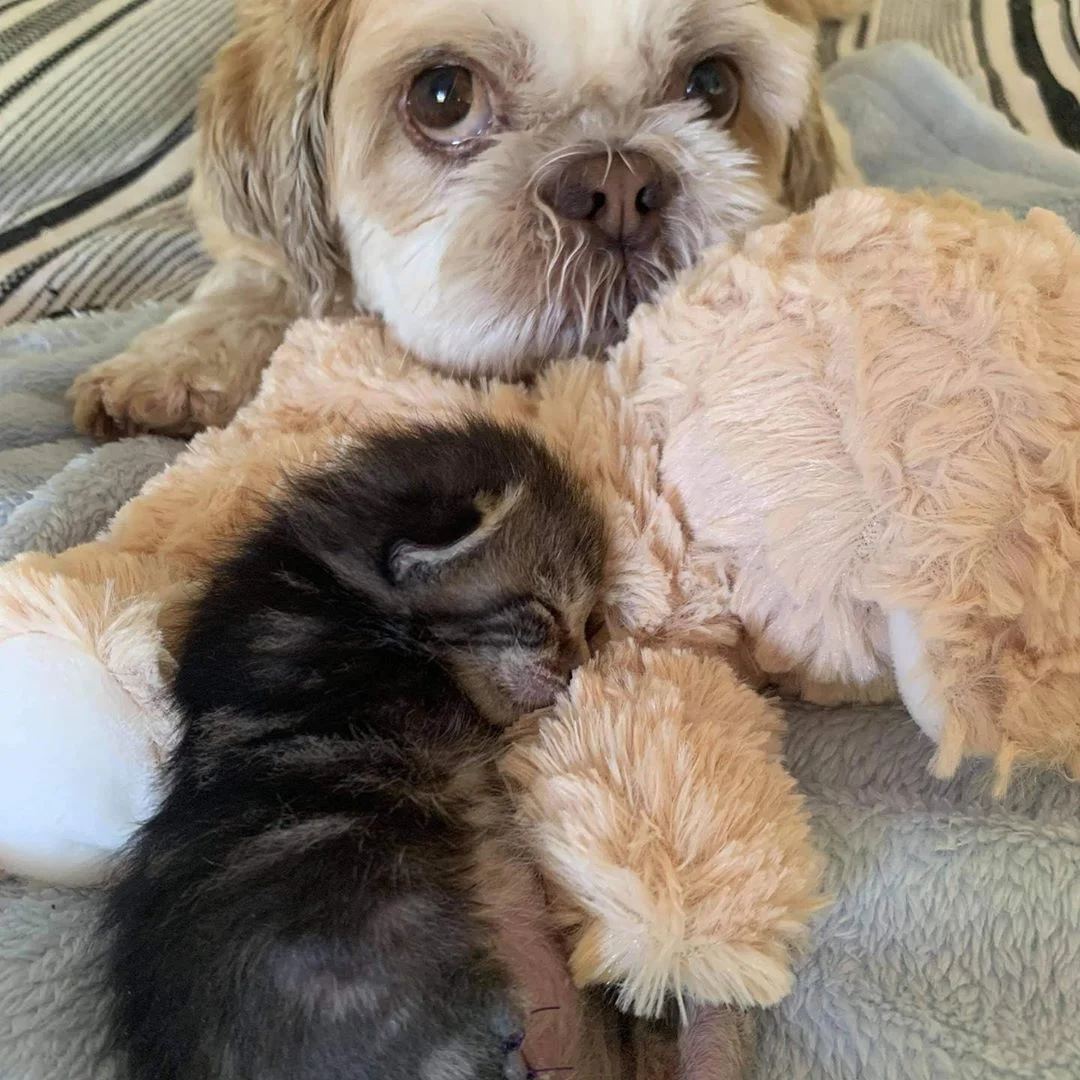 Perro cuida de gatita de 3 patas