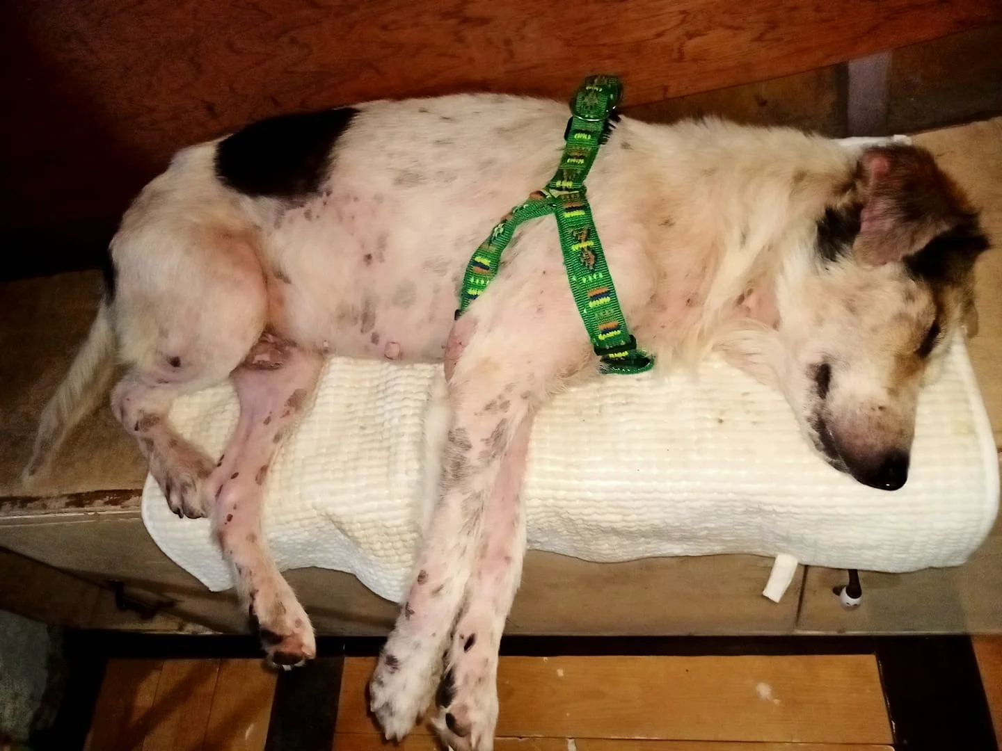 Mascota duerme finalmente en casa