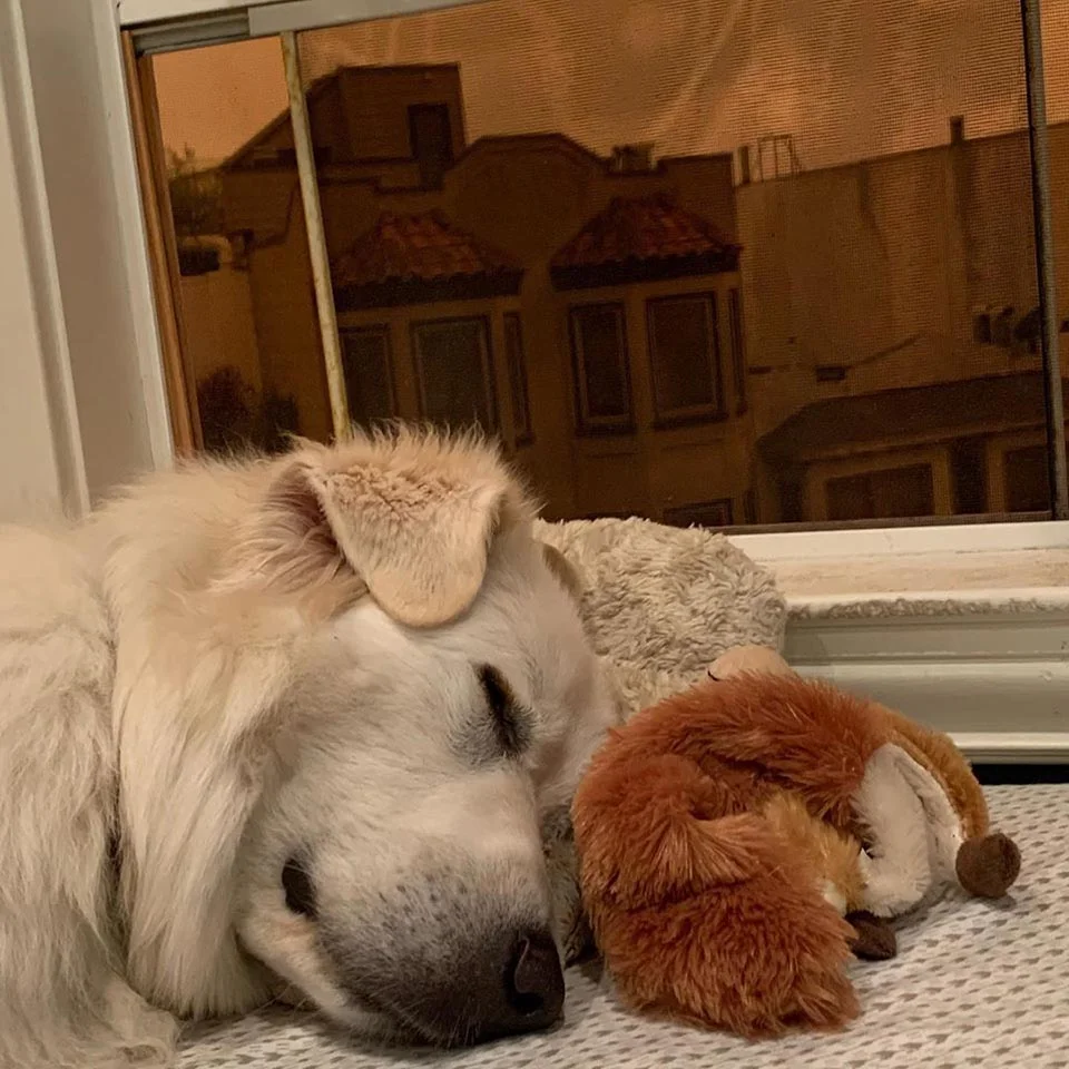 Perro disfruta dormir
