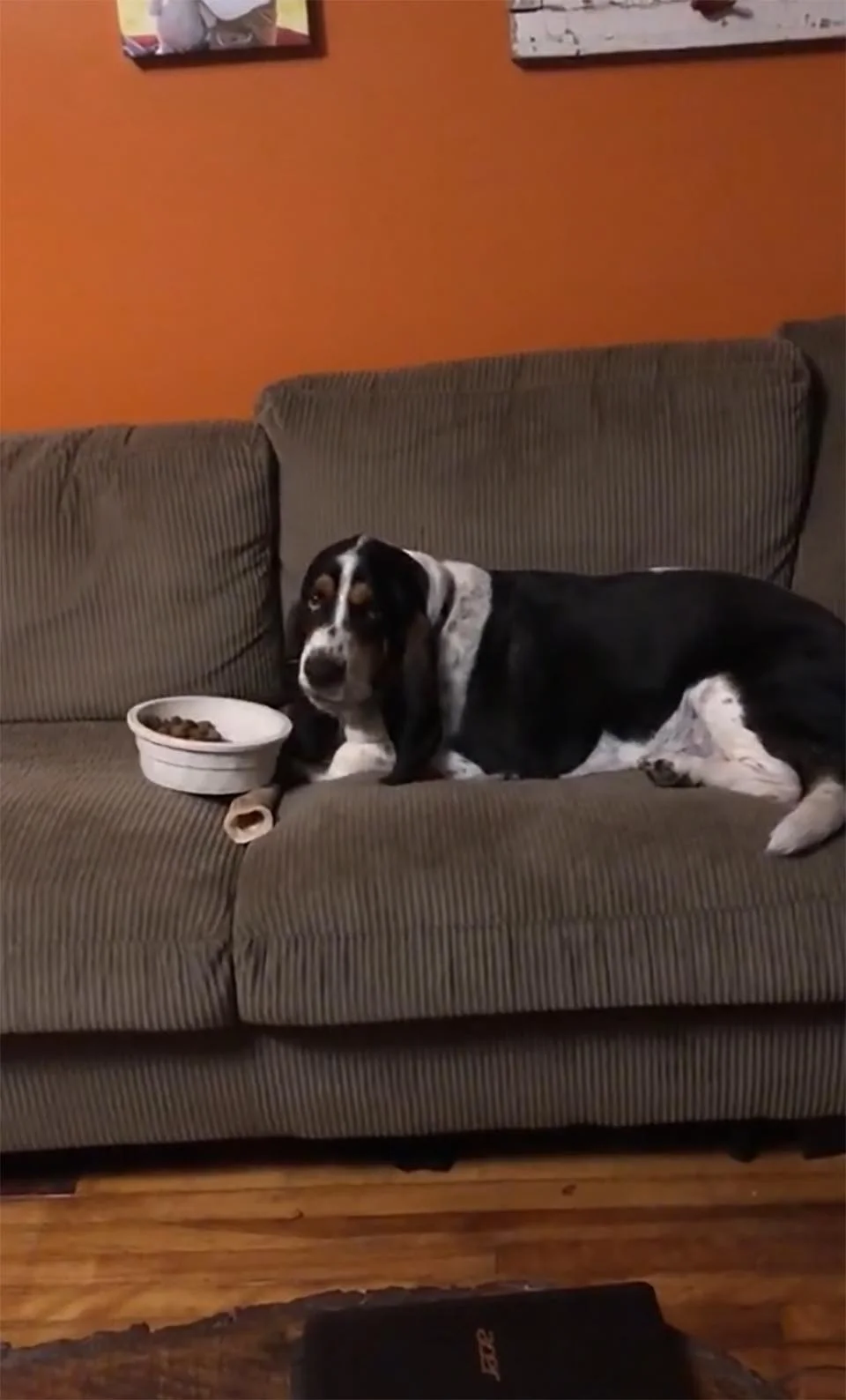 Perro en el sofá