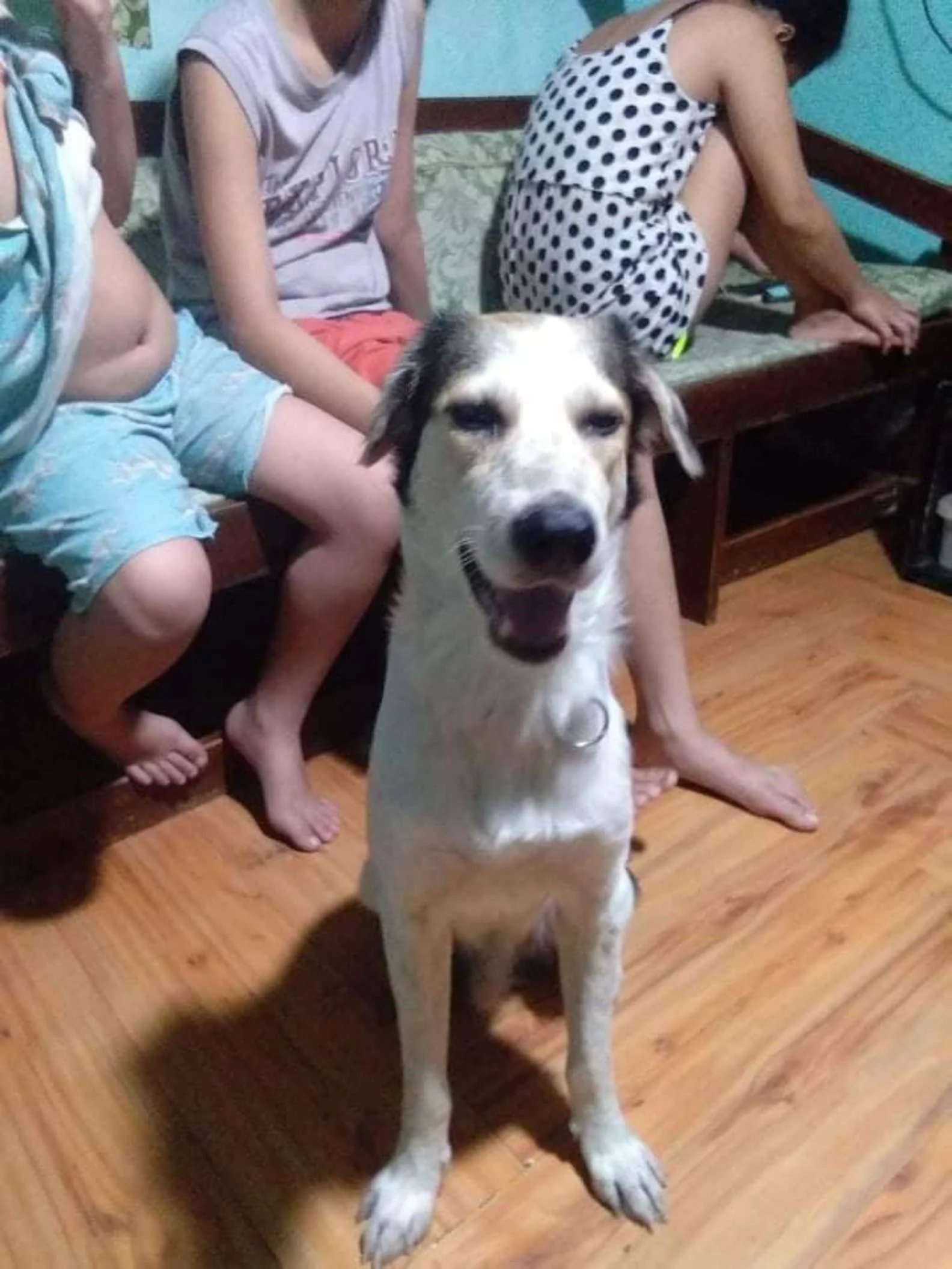 Perro y su familia