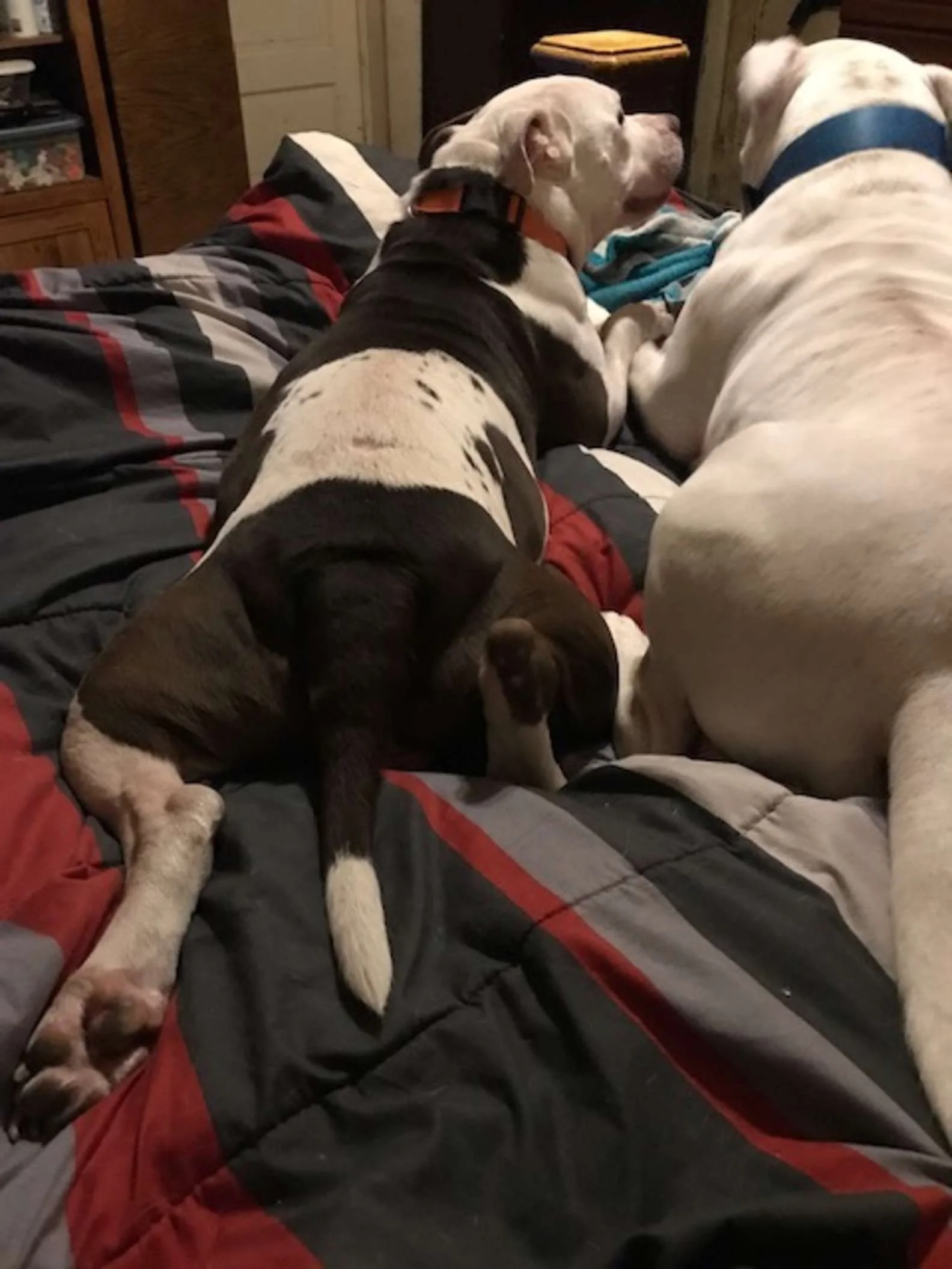 Pitbull entra a patio trasero de una familia