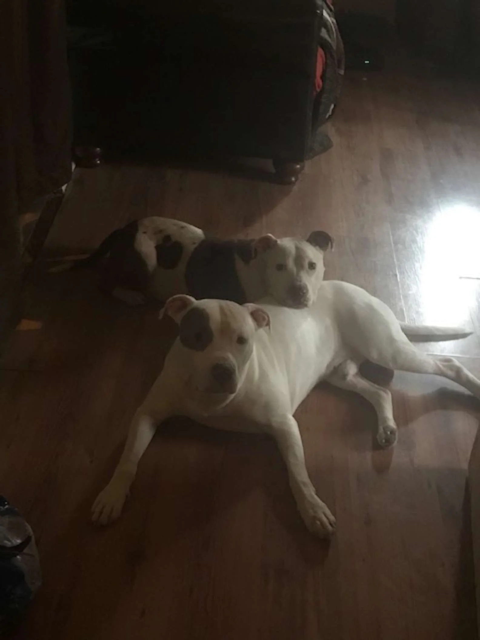 Pitbull y su hermano