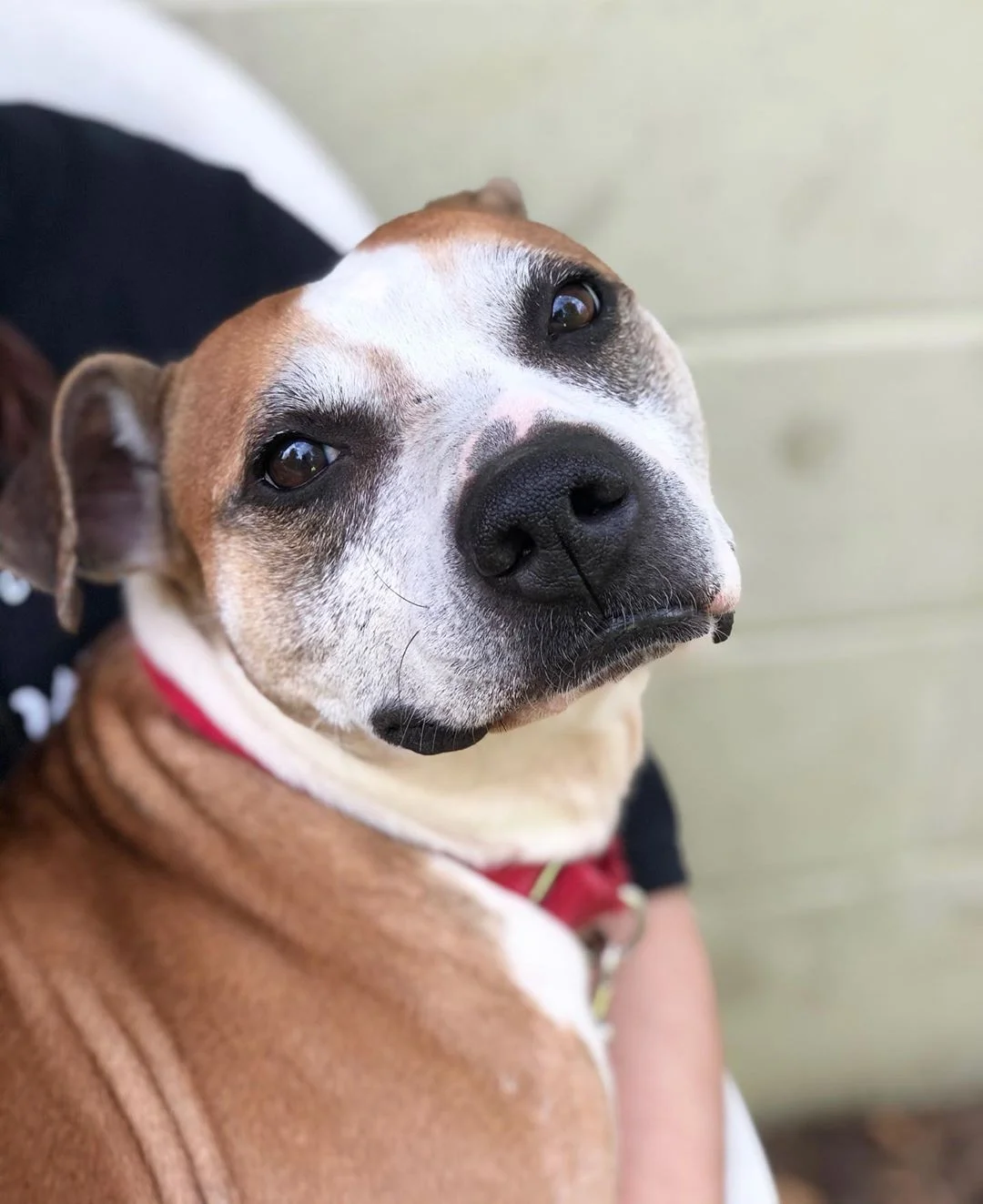 Tierno perrito rescatado