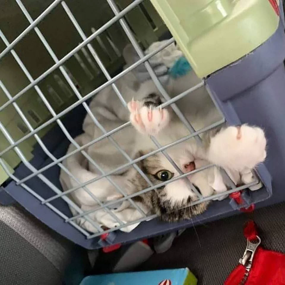 Travieso felino