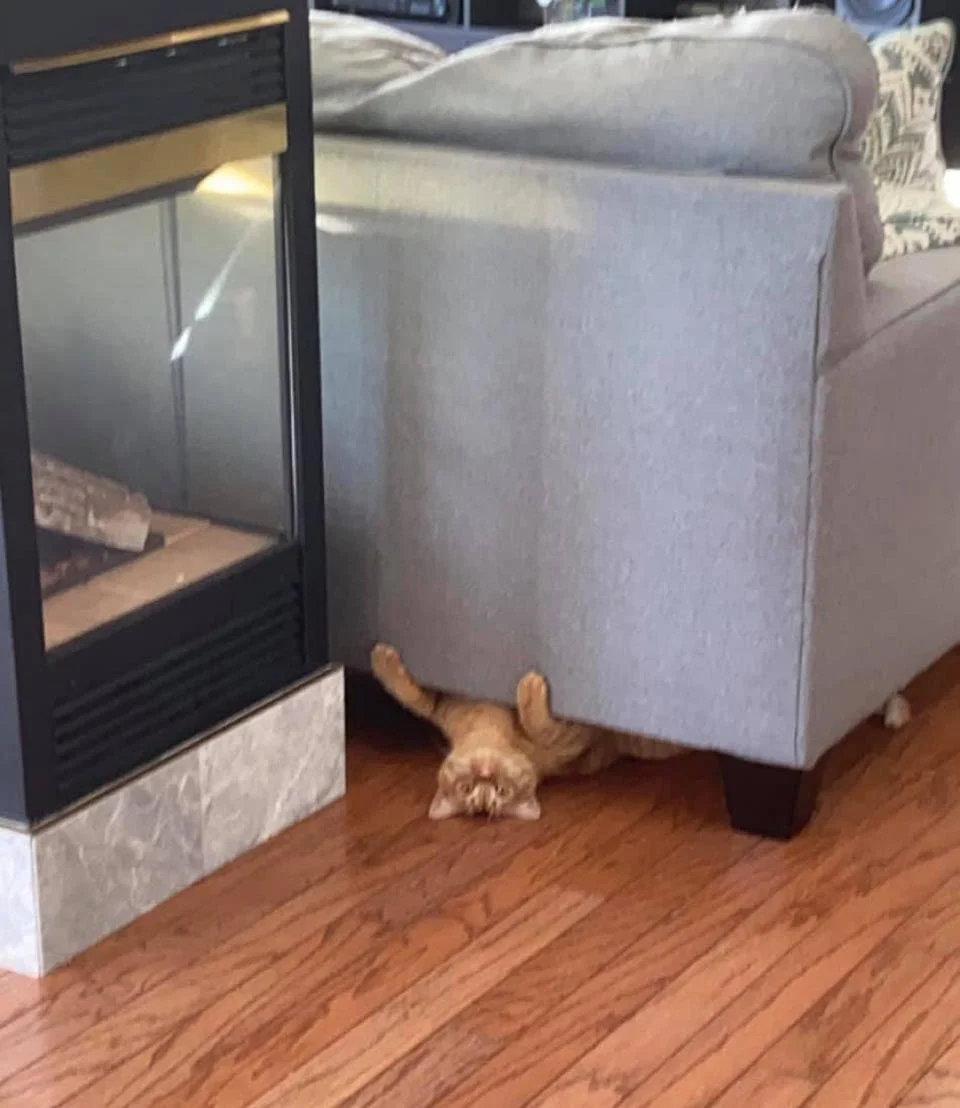Travieso gatito