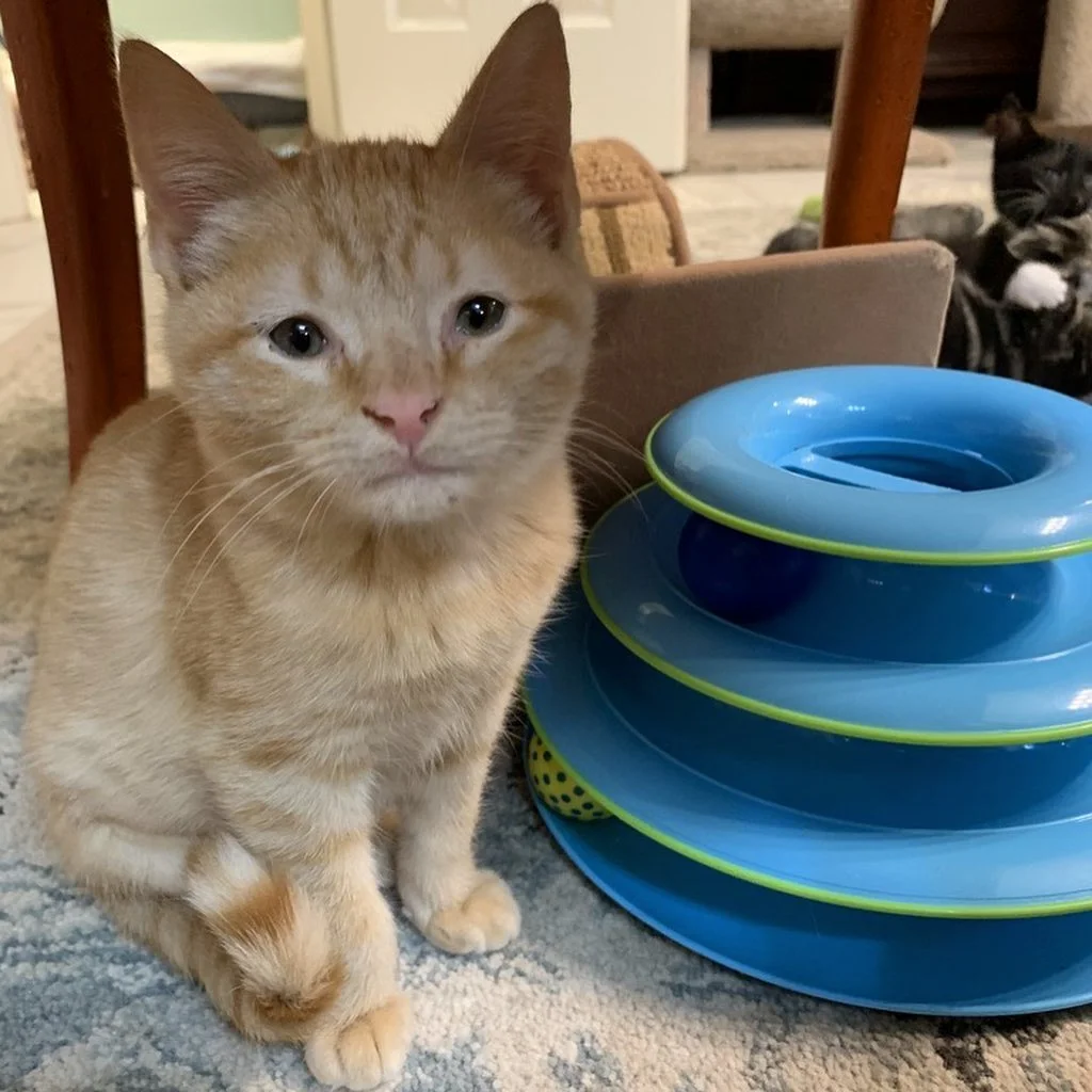 Triste gatito pelirrojo