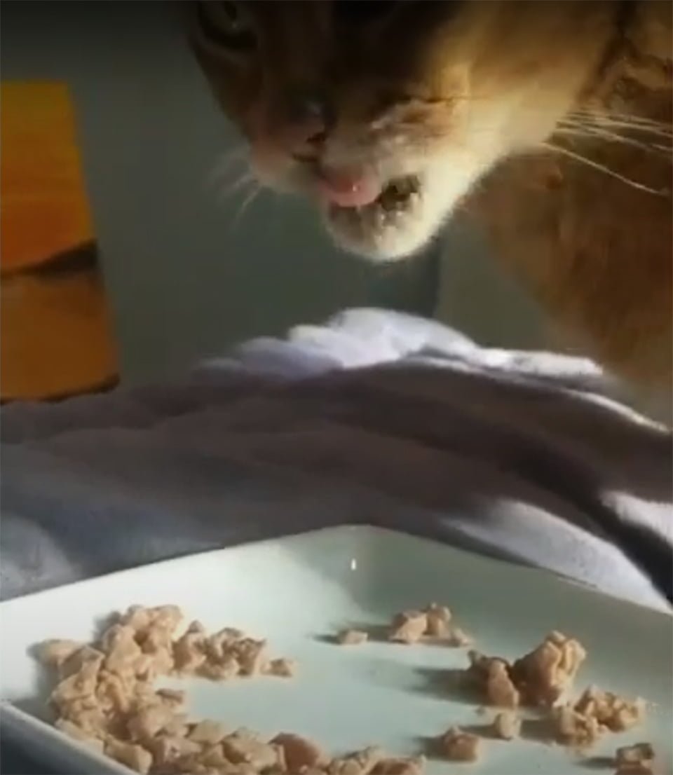 Trixie comida