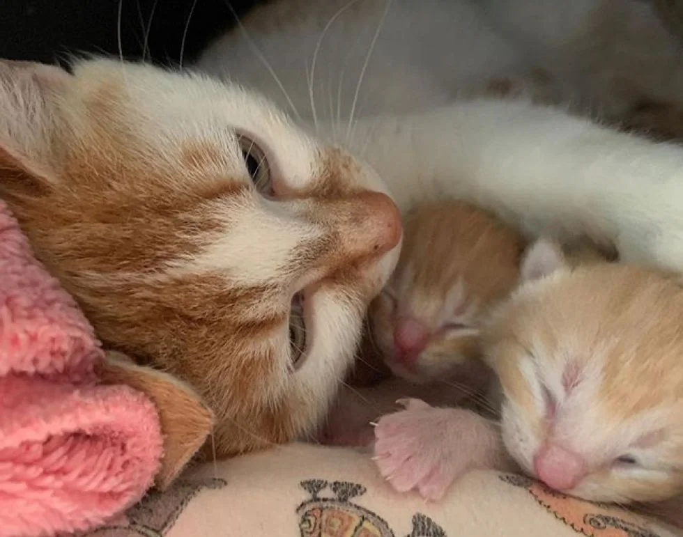 mamá gata y su cria