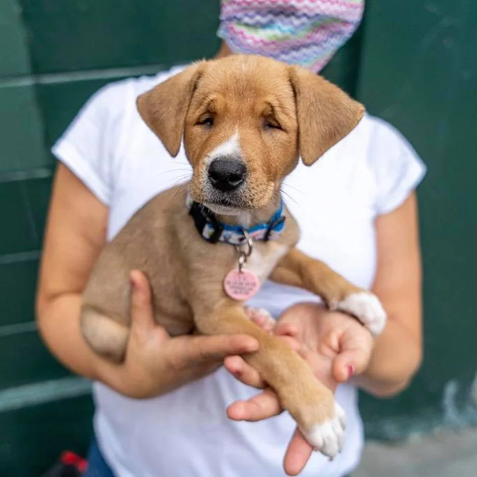 Adorable cachorra