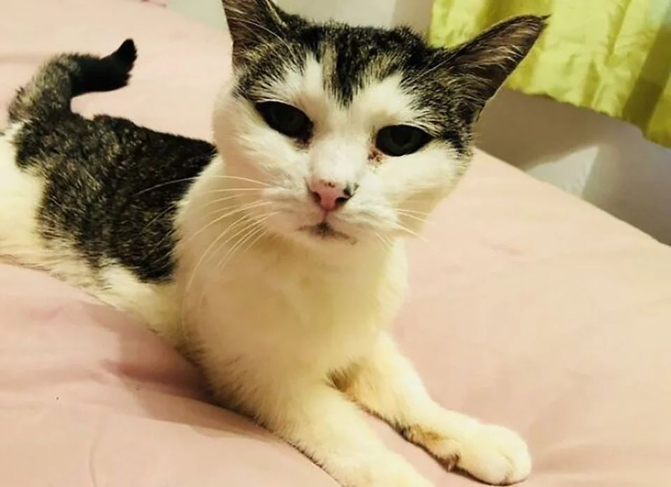 Adorable gata adulta